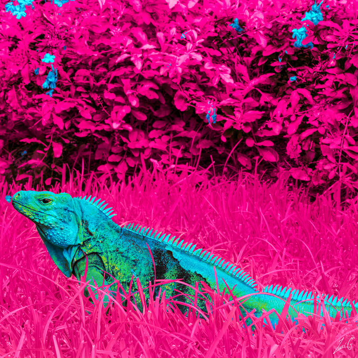 Zuri Goddard, The Blue Iguana, 2020